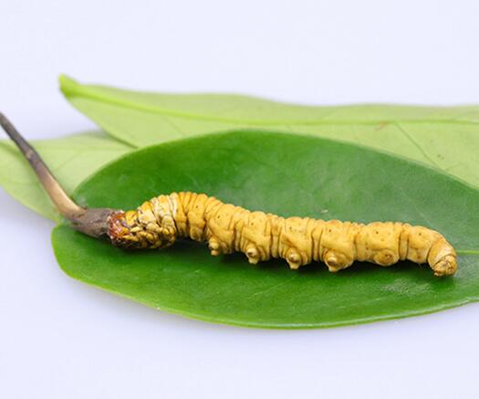 江门回收冬虫夏草