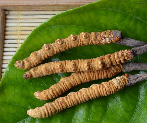 高栏港大量回收冬虫夏草,提供各种虫草回收价格